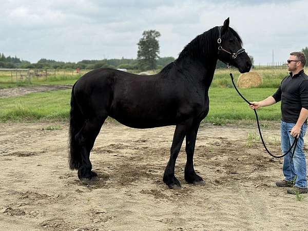 baroque-friesian-horse