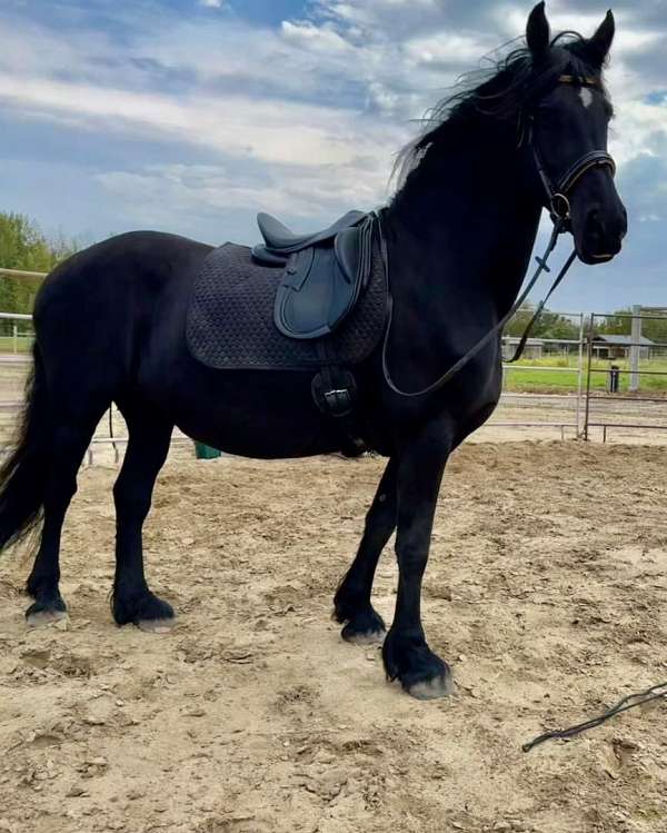 draft-friesian-horse