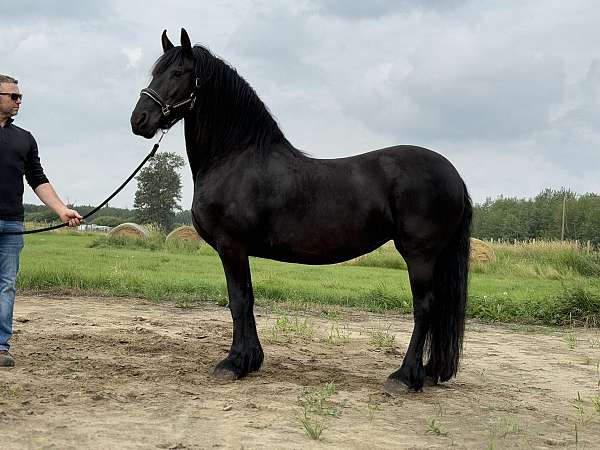 friesian-mare