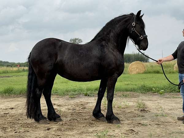 available-friesian-horse