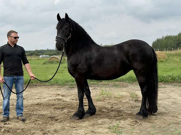 baroque-friesian-horse