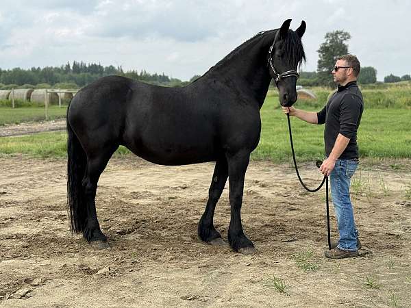 all-friesian-horse