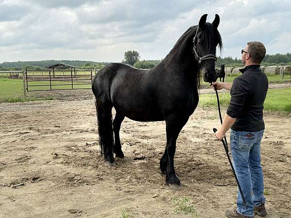 athletic-friesian-horse