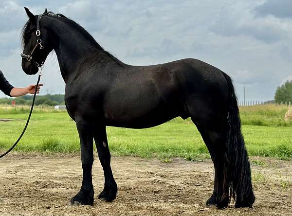 friesian-gelding