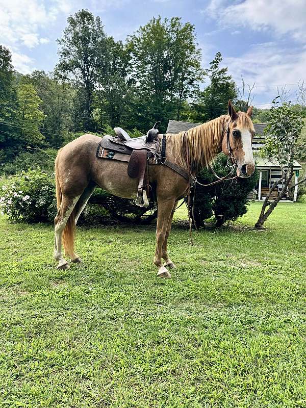 red-roan-racking-horses-for-sale