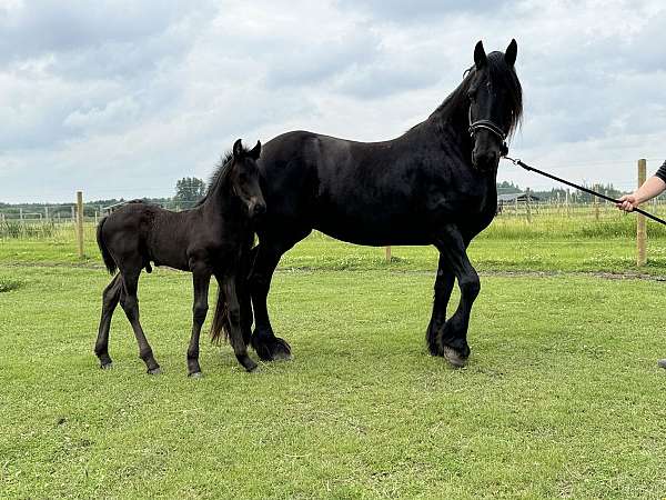 friesian-mare