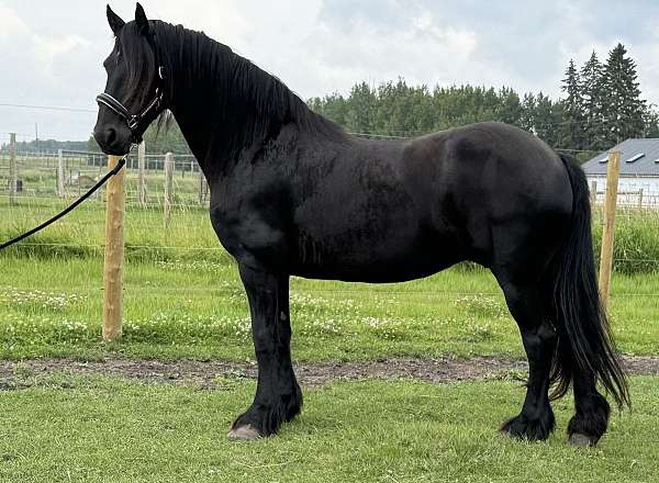 friesian-mare