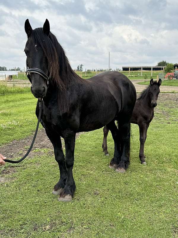 sassy-friesian-horse