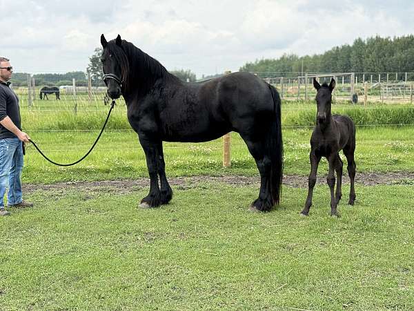 anton-friesian-horse