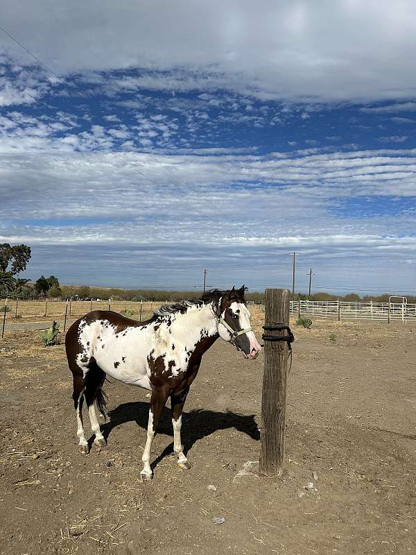 paint-quarter-horse-stallion