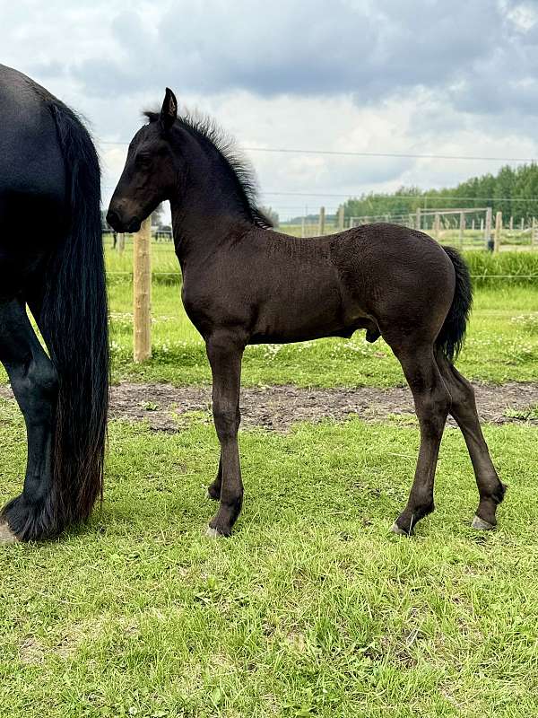 friesian-colt