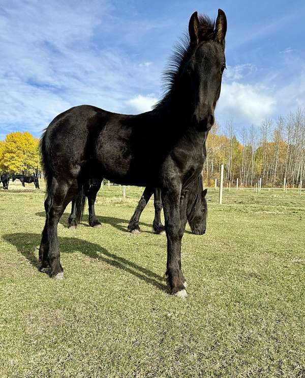 friesian-colt