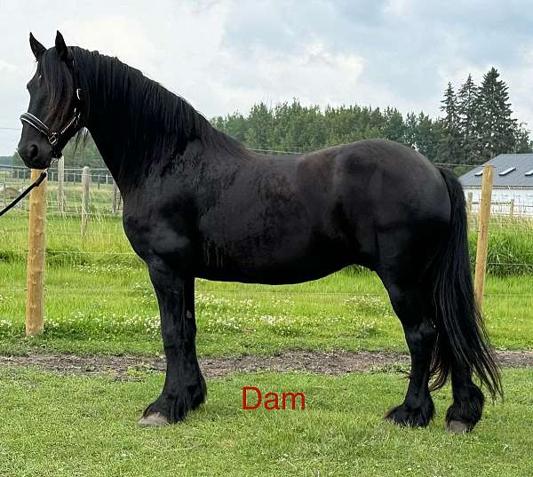 available-friesian-horse