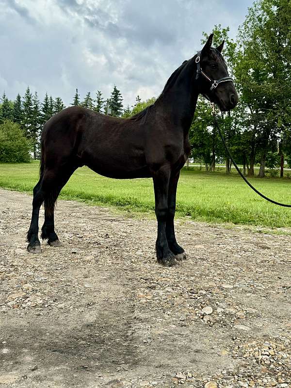 friesian-gelding