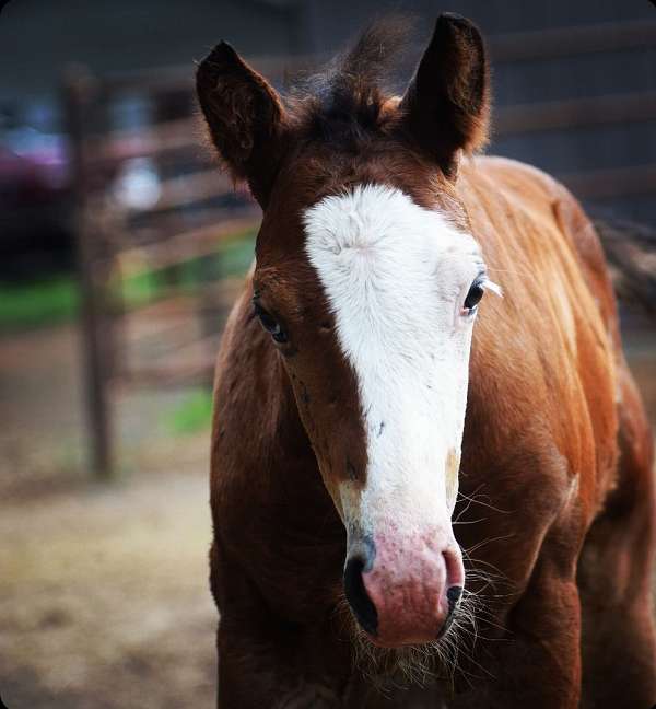 bay-roan-apha-aqha-colt-foal