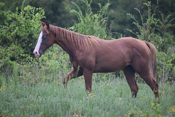 quarter-horse-filly