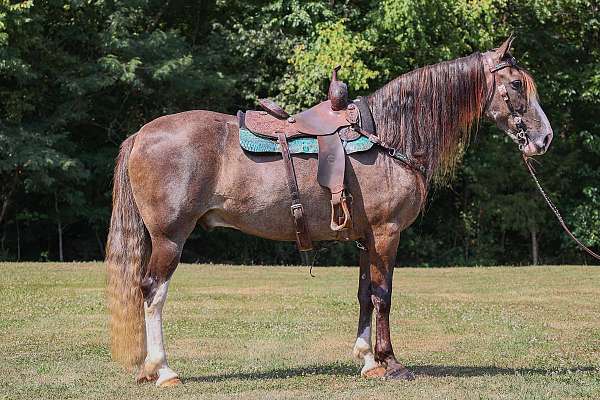 all-around-kentucky-mountain-horse