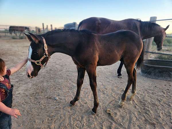 breeding-cutting-prospect-quarter-horse