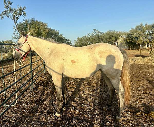 all-around-quarter-horse