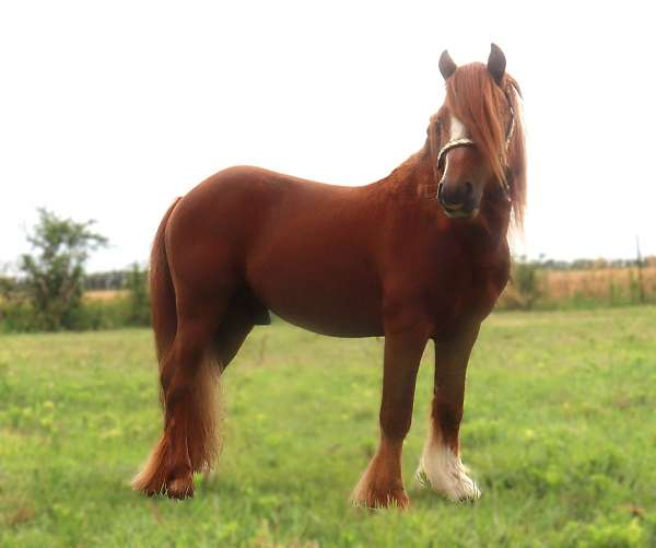 chestnut-all-around-horse