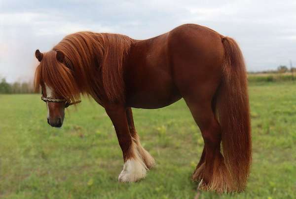 chestnut-cross-horse