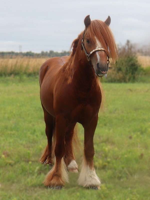 chestnut-driving-horse