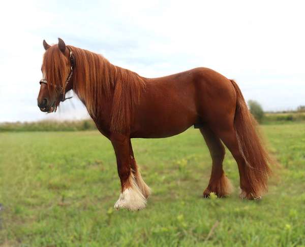 chestnut-draft-horse