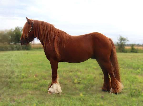 chestnut-halter-horse