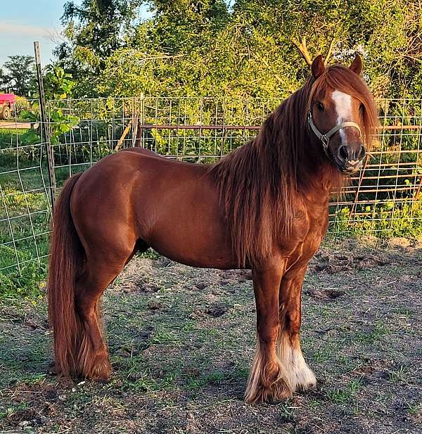 chestnut-pleasure-driving-horse