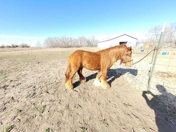 chestnut-stallion-horse