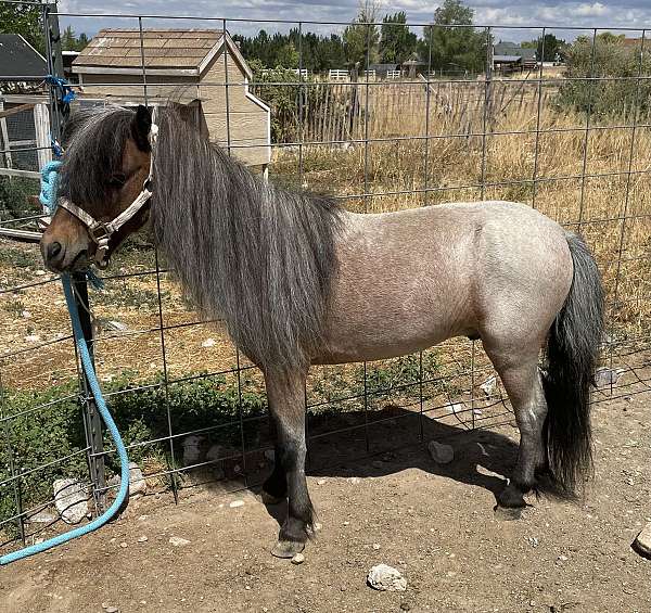 small-white-patch-on-face-horse