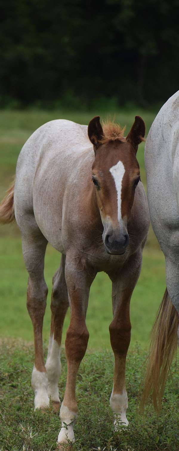 red-roan-roan-apha-aqha-filly-mare