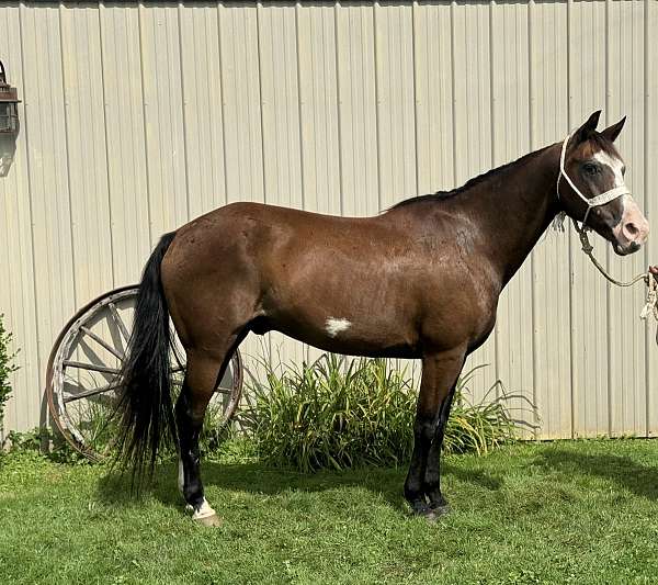 hunt-seat-equit-gelding