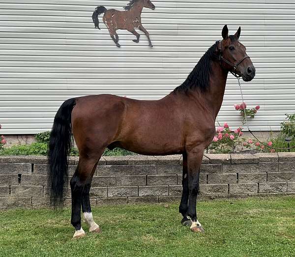 ridden-w-dutch-warmblood-horse