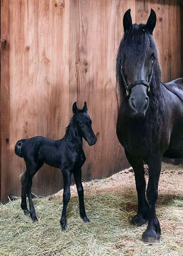 equitation-unborn-foal