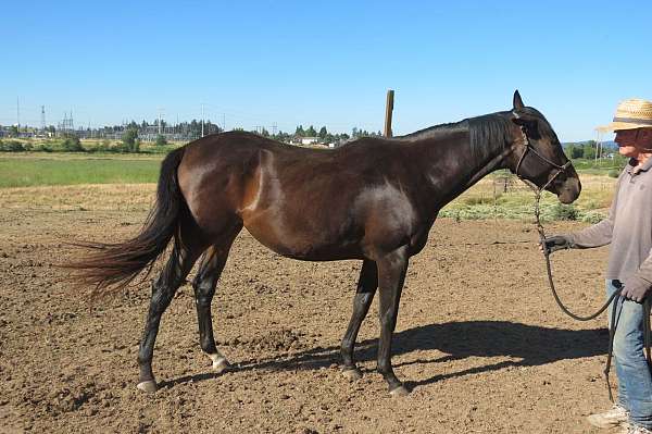 6-hand-thoroughbred-filly