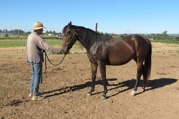 all-around-thoroughbred-horse