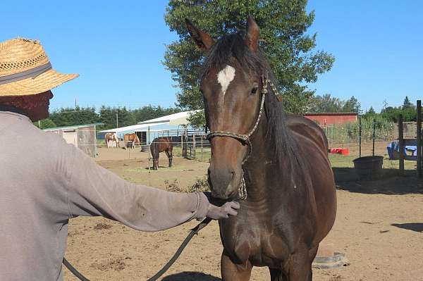 bay-thoroughbred-filly