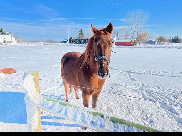 14-hand-tennessee-walking-gelding