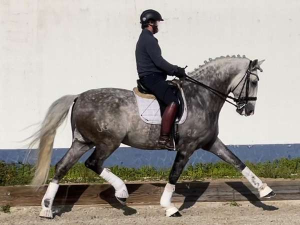 advanced-level-lusitano-horse