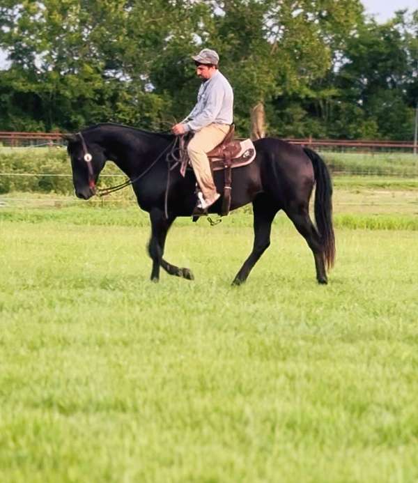 all-around-quarter-horse