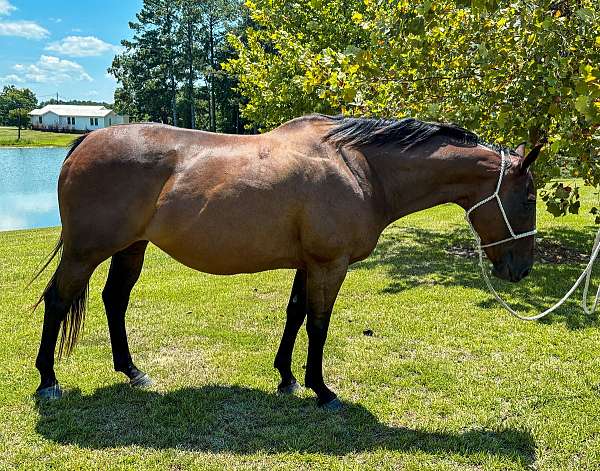 barrel-breeding-paint-horse