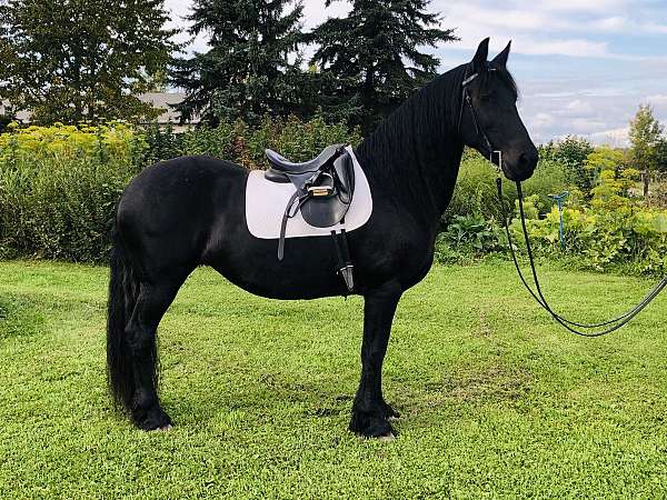 sara-friesian-horse