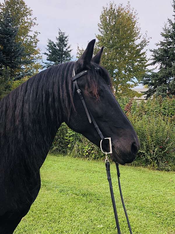 available-friesian-horse