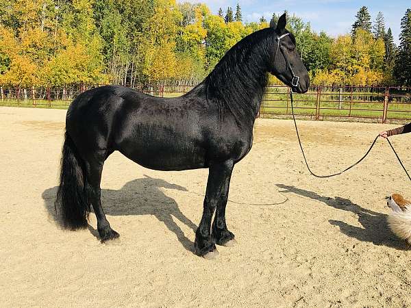 baroque-friesian-horse