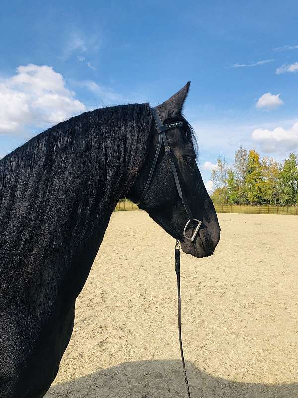 broke-to-ride-friesian-horse