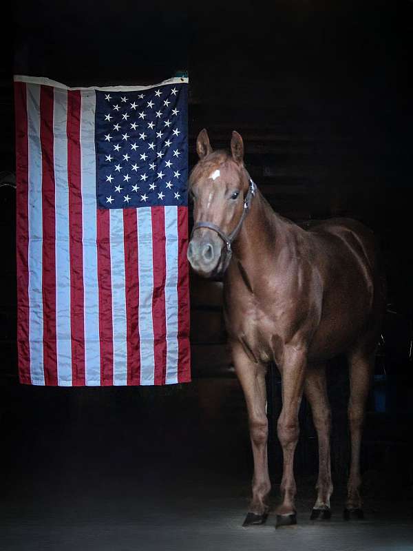 natural-horsemanship-training-quarter-horse