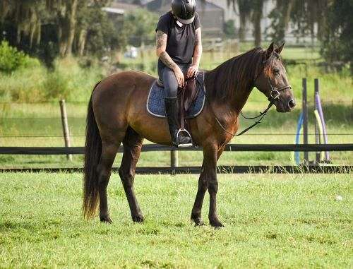 dental-friesian-horse