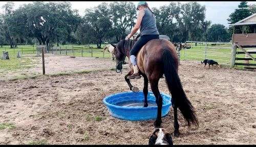 flatwork-friesian-horse