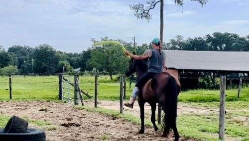 hackamore-friesian-horse